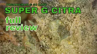 SUPER G CITRA | Organigram & 4C Labs | FULL REVIEW