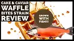 Cake & Caviar Waffle Bites Strain Review.. Grown with Fish!!!!!