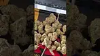 PLANTATIONS CAP JUNKIE 27% THC.
