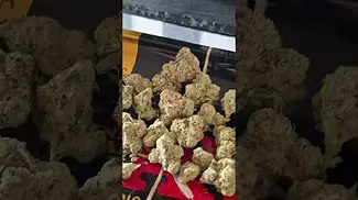 PLANTATIONS CAP JUNKIE 27% THC.