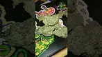 Upstate - Pineapple God - new batch -  UK Medical Flower - first look