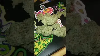 Upstate - Pineapple God - new batch -  UK Medical Flower - first look