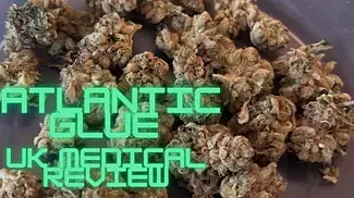 Therismos Craft ATG T29 - Atlantic Glue or GG#4 - UK Medical Review