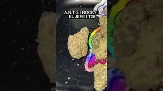 UK MEDICAL | ANTG | ROCKY | EL JEFE | T26 #420community #ukmedicalcannabis #cbpm