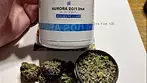 Aurora 20:1 DNK Pink Kush 20.6 THC* *this batch