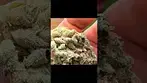 Green karat - modified gas t27 - alternaleaf