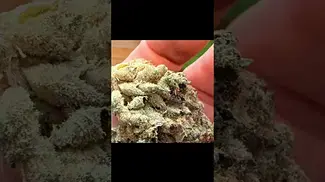 Green karat - modified gas t27 - alternaleaf