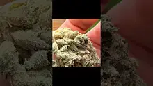 Onemans 420 Video Thumbnail