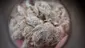 Video Thumbnail: Smacksalad