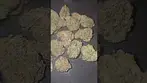 Mystery Mountain GMO MAC First Impressions UK Medical Flower