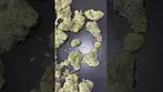 Lot420 Gelato 33 | 26% THC Medical Cannabis first look  #Gelato33 #lot420 #shorts