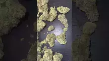 CheeseMon4 Video Thumbnail