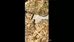 MAC Doughnut T27 MDO | All Nations | UK Medical #cannabiseducation #plants #shorts