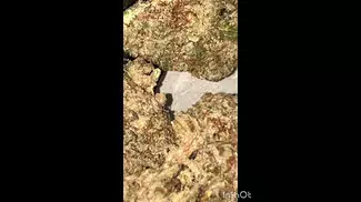 MAC Doughnut T27 MDO | All Nations | UK Medical #cannabiseducation #plants #shorts