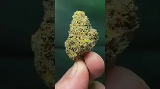 Alaskan Thunder medical prescription cannabis 29%T