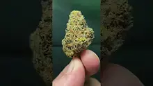 THC Bunny Video Thumbnail