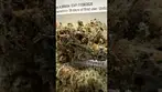 Kasa Verde Dante’s Inferno UK MEDICAL
