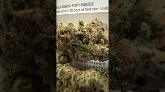 Kasa Verde Dante’s Inferno UK MEDICAL