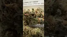 GirlScoutCookieWeed420 Video Thumbnail