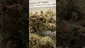 Video Thumbnail: GirlScoutCookieWeed420