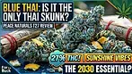 Peace Naturals Blue Thai Medical Cannabis Review UK The Thai-style Skunk That Makes Sunshine Better