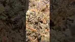 Frosted Cookies by Roxton Air