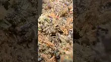 High Jack Video Thumbnail