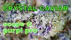 Kootenay Quantum Crystal Caviar Part 2: SCOPE & PURPL PRO