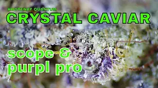 Kootenay Quantum Crystal Caviar Part 2: SCOPE & PURPL PRO