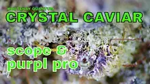 Smacksalad Video Thumbnail