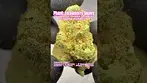Phant: Strawberry Guava (A closer look & Terp breakdown)