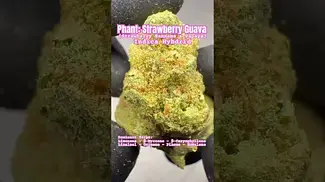Phant: Strawberry Guava (A closer look & Terp breakdown)