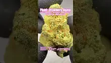 Review Budd Video Thumbnail
