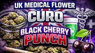 UK MEDICAL FLOWER | CURO | BLACK CHERRY PUNCH | T22 #ukmedicalcannabis #420community #uk #420 #cbpm