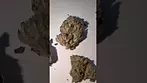 4C Labs KM T24 (Khalifa Mints) Quick Look! medicalcannabisuk prescription 4clabs
