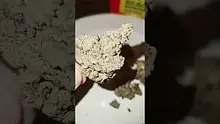 2cavjav Video Thumbnail