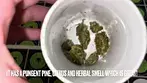 EQUIPOSA 10:10 by Aurora Canada - Strain Reviews #07