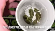 BabyzBudz Video Thumbnail
