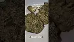 Aurora Pendanios Sourdough 29% THC Flower
