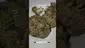 Video Thumbnail: Medicated Mate