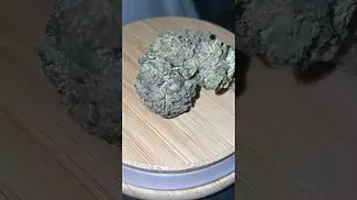 Adven t13 ( Gelato OG )