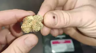 four 20 PHARMA BCP BLACK CHERRY PUNCH UK MEDICAL