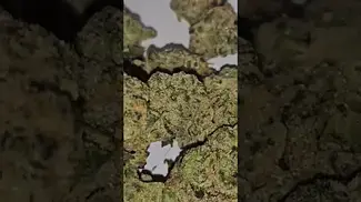 Sinceritas Mac & Green Crack Azztecmedia has a look 8.5/10 #uk #medicalcannabiscommunity #anxiety