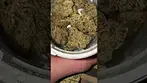 Craft botanics gelonade medical cannabis uk