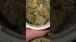 Video Thumbnail: Concanna