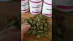 Aurora Pink Diesel T31  #medicalcannabis #medicalcannabisuk