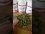 Video Thumbnail: Medical UK Cannabis