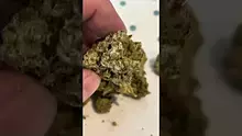 Medical Bud Reviews Video Thumbnail