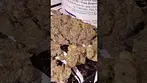 Slurricane Mimosa