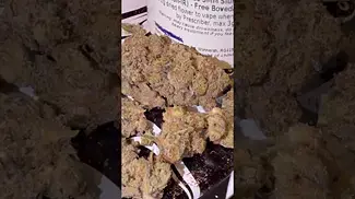 Slurricane Mimosa